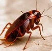 Cucarachas