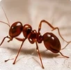 Hormigas