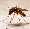 Mosquitos