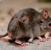 Ratas y ratones